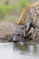 Spotted Hyena (Crocuta crocuta) drinking at waterhole, Mashatu Game Reserve, Botswana