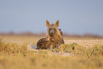 Brown Hyena (Hyaena brunnea) mother and pup, Makgadikgadi Salt Pans, Botswana
