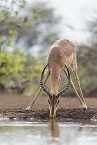 Impala (Aepyceros melampus) male drinking at waterhole, Mashatu Game Reserve, Botswana