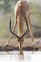Impala (Aepyceros melampus) male drinking at waterhole, Mashatu Game Reserve, Botswana