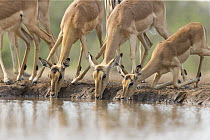Impala (Aepyceros melampus) females drinking at waterhole, Mashatu Game Reserve, Botswana