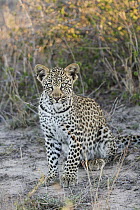 Leopard (Panthera pardus) four-month-old cub, Sabi Sands Private Game Reserve, South Africa