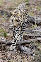 Leopard (Panthera pardus) female, Sabi Sands Private Game Reserve, South Africa