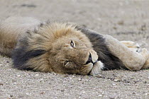 African Lion (Panthera leo) male, Mashatu Game Reserve, Botswana