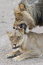 African Lion (Panthera leo) male and female mating, Mashatu Game Reserve, Botswana
