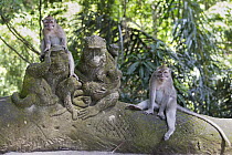 Long-tailed Macaque (Macaca fascicularis) pair at temple, Monkey Forest Ubud, Bali, Indonesia