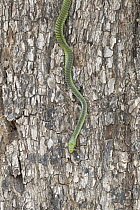 Boomslang (Dispholidus typus) climbing down tree, Sabi Sands Private Game Reserve, South Africa