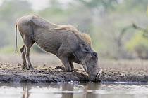 Cape Warthog (Phacochoerus aethiopicus) drinking at waterhole, Mashatu Game Reserve, Botswana