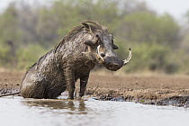 Cape Warthog (Phacochoerus aethiopicus) wallowing in waterhole, Mashatu Game Reserve, Botswana