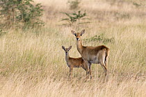 Kob (Kobus kob) mother with calf, Queen Elizabeth National Park, Uganda