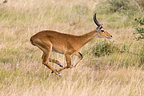 Kob (Kobus kob) male running, Queen Elizabeth National Park, Uganda