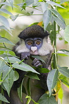 Red-tail Monkey (Cercopithecus ascanius) feeding on leaves, Kibale National Park, Uganda
