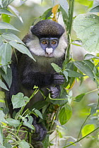 Red-tail Monkey (Cercopithecus ascanius) in tree, Kibale National Park, Uganda