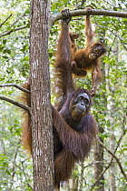 Orangutan (Pongo pygmaeus) mother with two-year-old young in tree, Tanjung Puting National Park, Indonesia