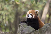 Lesser Panda (Ailurus fulgens), Chengdu Panda Breeding and Research Center, Chengdu, China