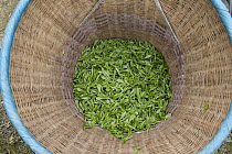 Harvested tea, Ya'an, Sichuan, China