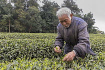 Tea plantation worker picking leaves, Ya'an, Sichuan, China