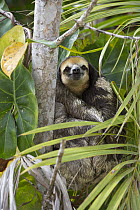 Pale-throated Three-toed Sloth (Bradypus tridactylus) male in tree, Sloth Island, Guyana