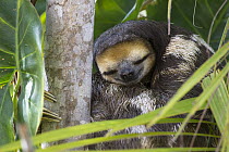 Pale-throated Three-toed Sloth (Bradypus tridactylus) male sleeping in tree, Sloth Island, Guyana