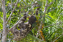 Pale-throated Three-toed Sloth (Bradypus tridactylus) male climbing tree, Sloth Island, Guyana