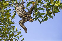 Pale-throated Three-toed Sloth (Bradypus tridactylus) male hanging in tree, Sloth Island, Guyana