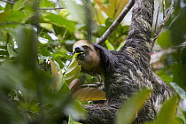Pale-throated Three-toed Sloth (Bradypus tridactylus) feeding on Cecropia (Cecropiasp) leaves, Sloth Island, Guyana