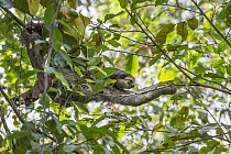 Pale-throated Three-toed Sloth (Bradypus tridactylus) mother and three month old young in trees, Sloth Island, Guyana