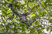 Pale-throated Three-toed Sloth (Bradypus tridactylus) mother and three month old young in trees, Sloth Island, Guyana