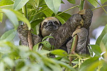 Pale-throated Three-toed Sloth (Bradypus tridactylus) male in tree, Sloth Island, Guyana