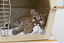 Mountain Lion (Puma concolor) three-month-old orphaned cub in carrier, Sonoma County Wildlife Rescue, Petaluma, California