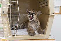 Mountain Lion (Puma concolor) three-month-old orphaned cub snarling in carrier, Sonoma County Wildlife Rescue, Petaluma, California
