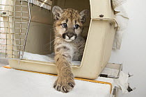 Mountain Lion (Puma concolor) three-month-old orphaned cub emerging from carrier, Sonoma County Wildlife Rescue, Petaluma, California