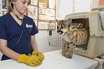 Mountain Lion (Puma concolor) rehabilitator, Danielle Mattos, with three-month-old orphaned cub, Sonoma County Wildlife Rescue, Petaluma, California