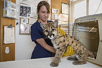 Mountain Lion (Puma concolor) rehabilitator, Danielle Mattos, examining three-month-old orphaned cub, Sonoma County Wildlife Rescue, Petaluma, California