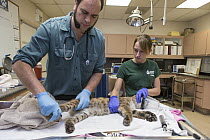 Mountain Lion (Puma concolor) rehabilitator, Danielle Mattos, and veterinarian, Dan Famini, examining three-month-old orphaned cub, Sonoma County Wildlife Rescue, Petaluma, California