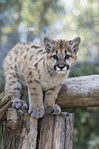 Mountain Lion (Puma concolor) three-month-old orphaned cub, Sonoma County Wildlife Rescue, Petaluma, California
