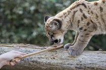 Mountain Lion (Puma concolor) three-month-old orphaned cub being fed, Sonoma County Wildlife Rescue, Petaluma, California
