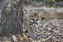 Mountain Lion (Puma concolor) three-month-old orphaned cub, Sonoma County Wildlife Rescue, Petaluma, California