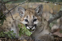 Mountain Lion (Puma concolor) three-month-old orphaned cub biting leaves, Sonoma County Wildlife Rescue, Petaluma, California