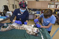 Mountain Lion (Puma concolor) rehabilitator, Danielle Mattos, examining three-month-old orphaned cub, Sonoma County Wildlife Rescue, Petaluma, California