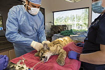 Mountain Lion (Puma concolor) veterinarian, Dan Famini, performing medical exam on three-month-old orphaned cub, Sonoma County Wildlife Rescue, Petaluma, California