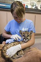 Mountain Lion (Puma concolor) rehabilitator, Danielle Mattos, holding two-month-old orphaned cub, Sonoma County Wildlife Rescue, Petaluma, California