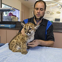 Mountain Lion (Puma concolor) veterinarian, Dan Famini, examining two-month-old orphaned cub, Sonoma County Wildlife Rescue, Petaluma, California
