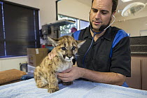 Mountain Lion (Puma concolor) veterinarian, Dan Famini, examining two-month-old orphaned cub, Sonoma County Wildlife Rescue, Petaluma, California