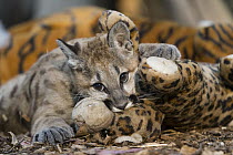 Mountain Lion (Puma concolor) four-month-old orphaned cub playing with toy for enrichment and exercise, Sonoma County Wildlife Rescue, Petaluma, California