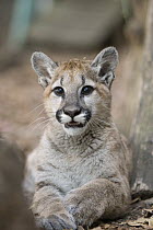 Mountain Lion (Puma concolor) four-month-old orphaned cub, Sonoma County Wildlife Rescue, Petaluma, California