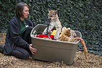Mountain Lion (Puma concolor) rehabilitor, Doris Duncan, playing with four-month-old orphaned cub, Sonoma County Wildlife Rescue, Petaluma, California