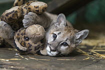 Mountain Lion (Puma concolor) four-month-old orphaned cub playing with toy, Sonoma County Wildlife Rescue, Petaluma, California