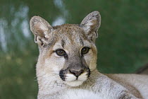 Mountain Lion (Puma concolor) four-month-old orphaned cub, Sonoma County Wildlife Rescue, Petaluma, California