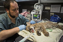 Mountain Lion (Puma concolor) veterinarian, Dan Famini, examining three-month-old orphaned cub, Sonoma County Wildlife Rescue, Petaluma, California